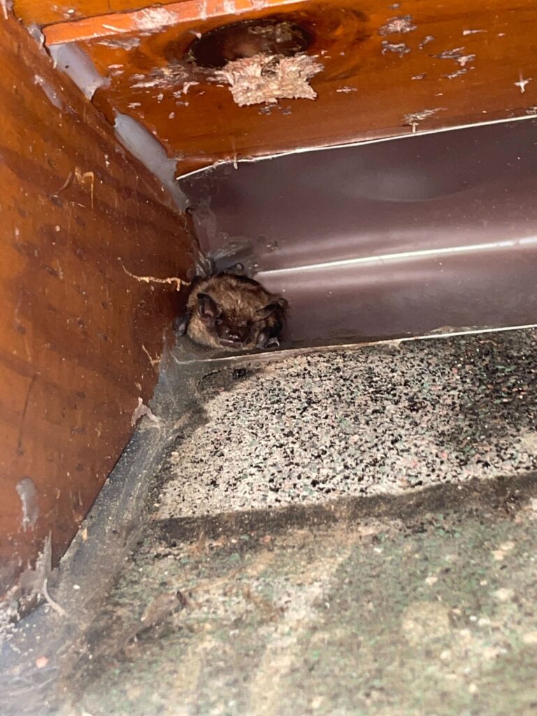 Wildlife Control Holly